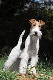 FOX TERRIER 111